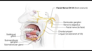 Anatomy of the Chorda Tympani nerve and its secretomotor supply to Submandibular gland and sublingua [upl. by Ayotol416]