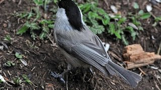 Parus montanus song 1870 [upl. by Saks]