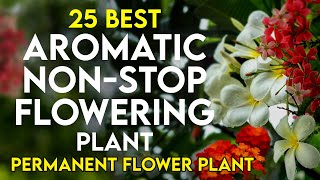 25 best aromatic permanent flowering plants in india  scented flower plant  perennial flower plant [upl. by Comyns]