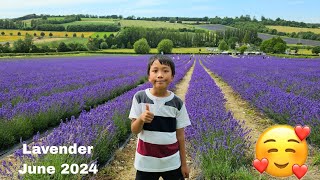 Lavender Blossom  2024倫敦薰衣草園介紹🪻  Castle Farm lavender kent [upl. by Nerad]