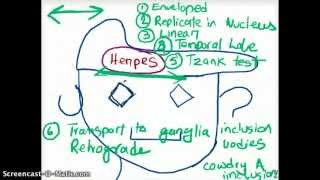 EASY WAYS TO REMEMBER DNA VIRUSES [upl. by Dee Dee621]