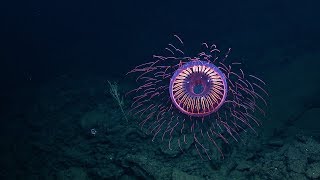 A Burst of Deep Sea Fireworks Halitrephes Jelly  Nautilus Live [upl. by Sisile]