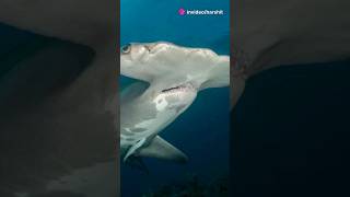 Facts about Hammer head Shark youtubeshorts facts trendingshorts animals hammerheads [upl. by Babbette]