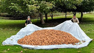 We Have Harvested Walnuts and Cooked Baklava Delicious Oriental Dessert [upl. by Showker]