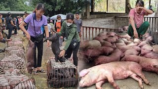 Warning Consequences of mass deaths of pigs due to buying pigs from the market to raise  Ep 233 [upl. by Gimpel753]