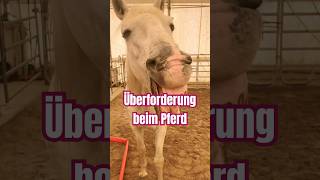 So vermeidest du Überforderung beim Pferd 🐴 und beim Reiten mit Halsring ⬇️ pferdetraining horse [upl. by Siraved]