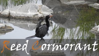 Reed Cormorant Microcarbo africanus Bird Call Video Cormorant Bird Sounds  Stories Of The Kruger [upl. by Eimmij883]