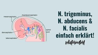 Nervus trigeminus N abducens amp Nervus facialis  Aufgaben  Verlauf  Faserqualitäten Innervation [upl. by Carisa]