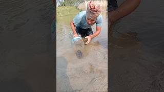 মাগুর মাছ ধরছে কীভাবে shorts fish videofishing amazingfisher amazinganimals video amazingfish [upl. by Kurt720]