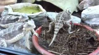 Horned Lizards Feeding [upl. by Gnirps]