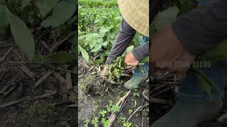 Harvesting edamame garden [upl. by Lebam]