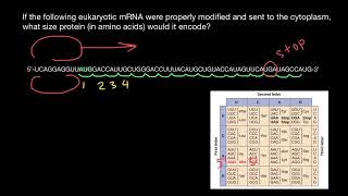 How to find reading frame of mRNA [upl. by Estas]