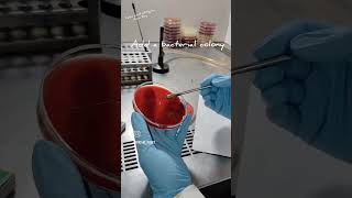 Catalase Test Slide Method microbiology biochemical [upl. by Omissam]