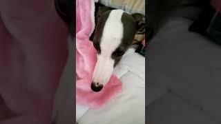 whippet dog youtubeshort shorts cute [upl. by Narad]