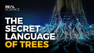 The Secret Language of Trees [upl. by Weywadt]