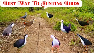 Best way to hunting birds  Excellent bird catching trap  Water hen bird hunting trap  Bird hunter [upl. by Airamanna]