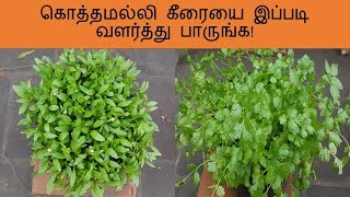 கொத்தமல்லி கீரையை இப்படி வளர்த்து பாருங்க  Growing Coriander at home in tamil [upl. by Feirahs598]