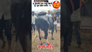 लोणी गाई बाजारातील 3 वेताची गाय किती दूध देईल कमेंट करूनlonibazarcowसांगाsangolabazarbaramati [upl. by Asiluj]