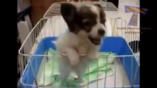 schattige puppies blaffen en praten grappige hond compilatie [upl. by Otokam]