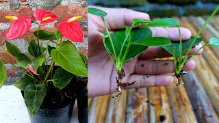 How to grow and care anthurium with updates [upl. by Nedyrb435]