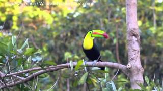 Keelbilled Toucan calling [upl. by Kelila]