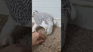 gyrfalcon male in heat gyrfalcon falconry falconrylife falcon birds animals [upl. by Idelle]