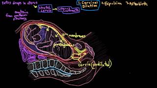 Khan Academy  Labor Parturition [upl. by Kuth284]