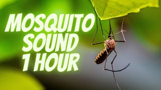 Mosquito Sound 1 hour [upl. by Ahtilat]