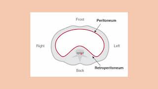 Cavidad peritoneal bolsa omental y retroperitoneo [upl. by Atla]