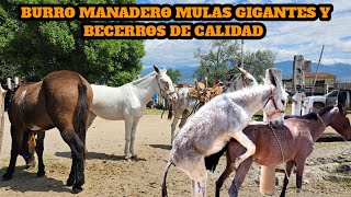 Burro Manadero Mulas Grandes de primera Caballos Yuntas y Becerros de Calidad Hoy Domingo de Plaza [upl. by Annasor]