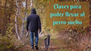 Claves para llevar a tu perro suelto [upl. by O'Dell214]