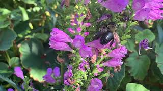 Plant Profile Obedient Plant [upl. by Niawat]