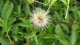 Buttonbush [upl. by Sug]