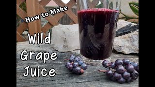 How to Make Wild Grape Juice [upl. by Rednijar]