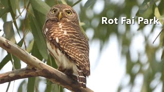 Birding at Rot Fai park Bangkok [upl. by Enawtna]