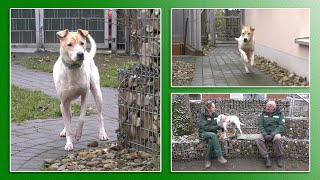 Hundevermittlung  JanuarFebruar 2021 Tierheim Hannover TV [upl. by Caro]