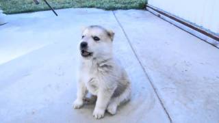 Husky Puppys 1st Howl [upl. by Carlita]