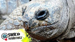 Riesenschildkröten in OLIs Wilde Welt  SWR Kindernetz [upl. by Engud]