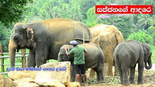 OMG A baby elephant ran to his uncle when he was upset [upl. by Alister87]