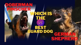 German Shepherd Vs Doberman Pinscher Which is the best guard dog [upl. by Akimet]