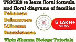 Trick to Learn FLORAL FORMULA and DIAGRAMS of Family Fabaceae Solanaceae Liliaceae  NEET UG [upl. by Baynebridge]