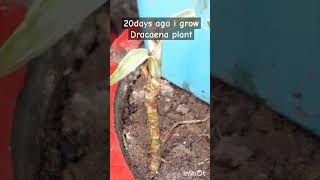 Dracaena plant growthdracaenaplantgrowth plantlove [upl. by Noned680]