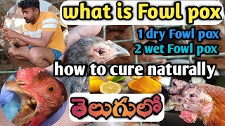 fowl pox natural treatment in telugu  fowl pox medicinefor chickens  fowl pox vaccine instructions [upl. by Itisahc340]