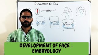 DEVELOPMENT OF FACE  EMBRYOLOGY [upl. by Aneetsirk]