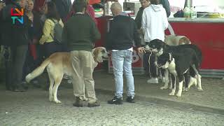 4º Concurso de Cão de Gado Transmontano [upl. by Nitneuq]