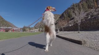 Dexter Ouray dog that walks like a human becomes internet famous [upl. by Eilyac152]