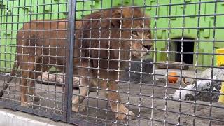 222 釧路市動物園 ライオン アキラ君♡ [upl. by Airotciv]