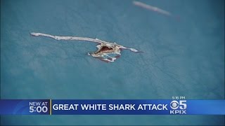 Great White Shark Attacks Fishing Boat Off Santa Cruz Coast [upl. by Byrne]