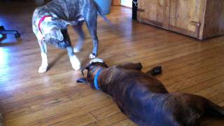 Boxer Plays with Pitbull Puppy [upl. by Nivlad172]