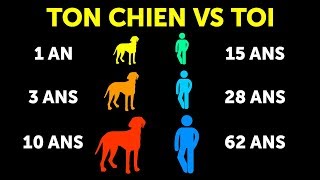 Pourquoi les Chiens Vieillissent Plus Vite que Nous [upl. by Setsero]